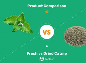 あなたの猫のための新鮮なvs乾燥したキャットニップ：違いはありますか？ 