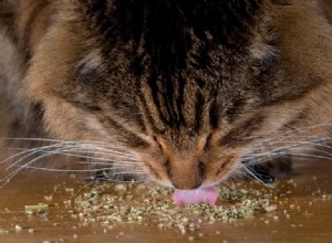 Kattmynta för katter:fördelar, hur man gör det och mer! (Med recept)
