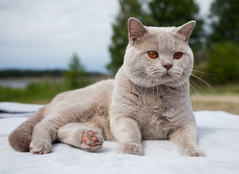 Zwegen katten als ze oververhit zijn? Wat u moet weten!