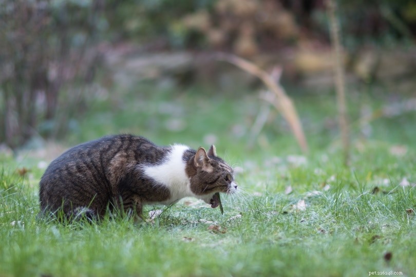 Svettar katter när de är överhettade? Vad du behöver veta!