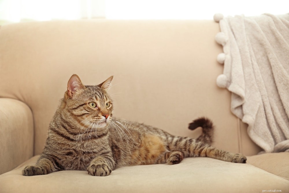 I gatti sudano quando sono surriscaldati? Cosa devi sapere!