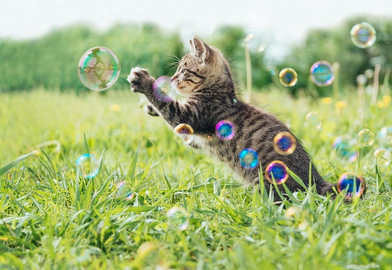 Kattmyntabubblor och kattmyntavin:en bra eller dålig idé för din katt?