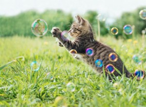 Bulles d herbe à chat et vin d herbe à chat :bonne ou mauvaise idée pour votre chat ?