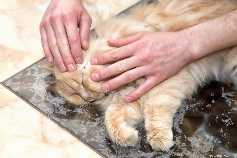 고양이의 라임병:증상, 치료 및 예방