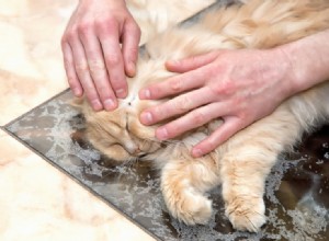 고양이의 라임병:증상, 치료 및 예방