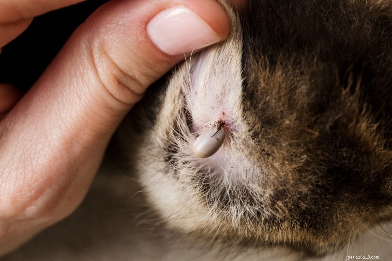 Lyme-sjukdom hos katter:symtom, behandling och förebyggande