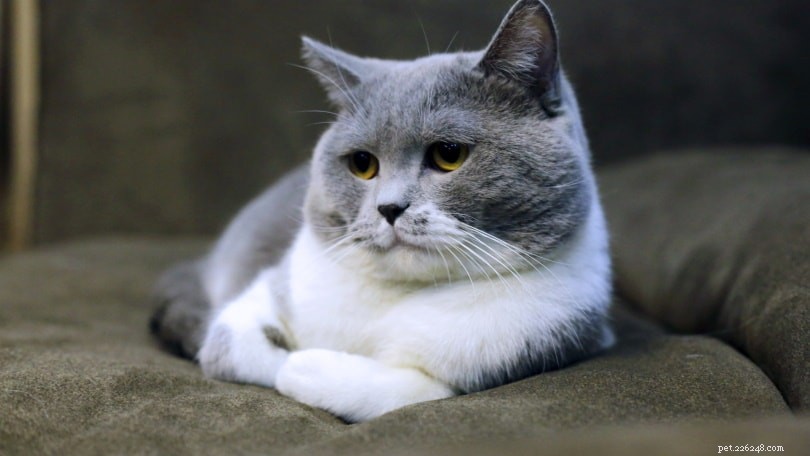 Kan katter ha Downs syndrom? (Orsaker, symtom och behandling)