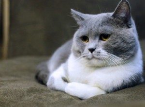 猫はダウン症になる可能性がありますか？ （原因、症状、治療） 