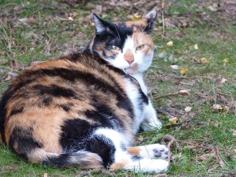 Os gatos podem ter síndrome de Down? (Causas, Sintomas e Tratamento)