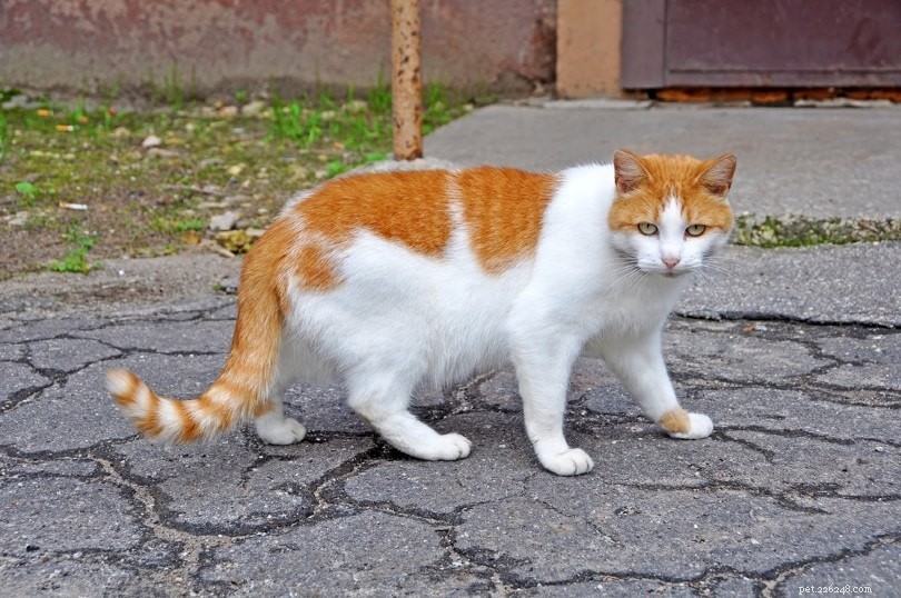 Por que os gatos têm bolsas na barriga (bolsa primordial)?