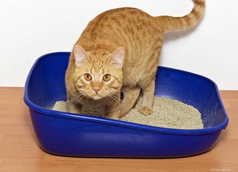 Pourquoi les chats utilisent-ils des bacs à litière ? Tous les chats utilisent-ils une litière ?