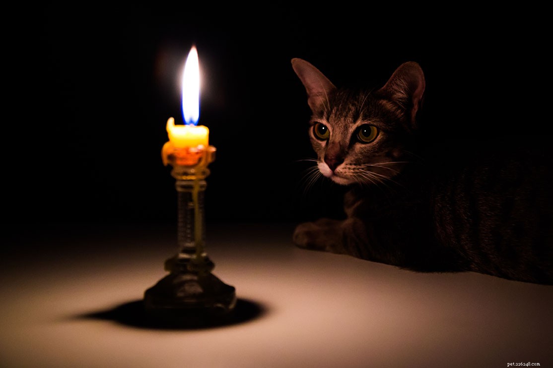 촛불은 고양이에게 해롭습니까? 알아야 할 사항!