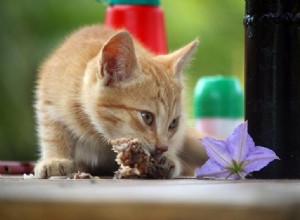 Les chats sont-ils omnivores ? Tout ce que vous devez savoir !