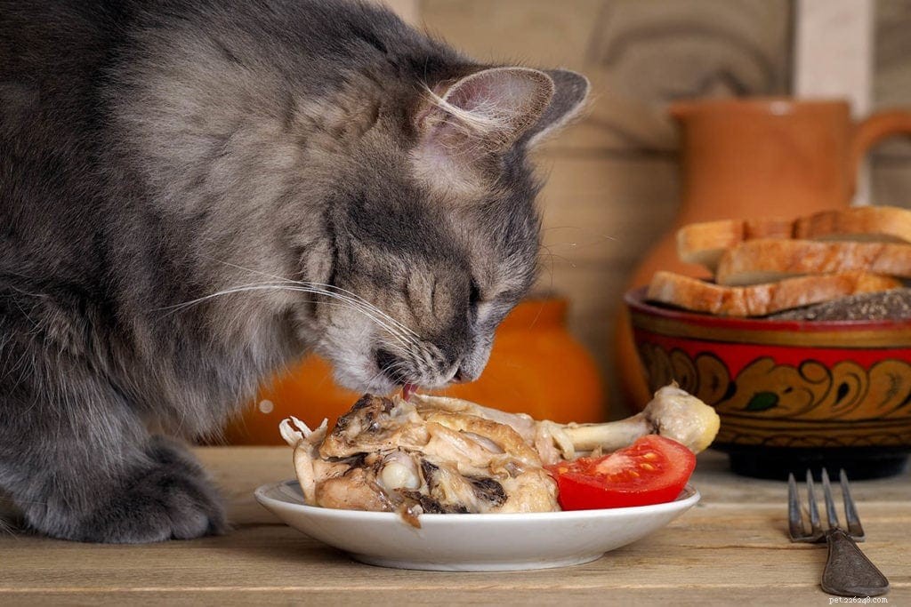 Les chats sont-ils omnivores ? Tout ce que vous devez savoir !