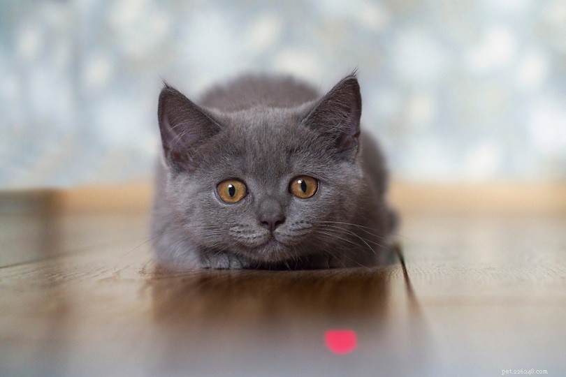 I puntatori laser fanno male ai gatti? Sono sicuri?