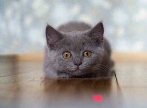 レーザーポインターは猫に悪いですか？彼らは安全ですか？ 