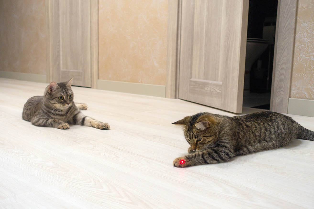 I puntatori laser fanno male ai gatti? Sono sicuri?