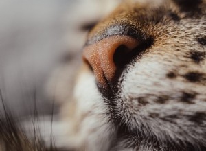 Ska katternas näsor vara våta? Vad du behöver veta!
