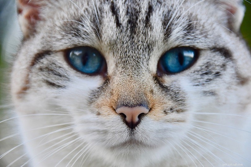 Mají být kočičí nosy mokré? Co potřebujete vědět!