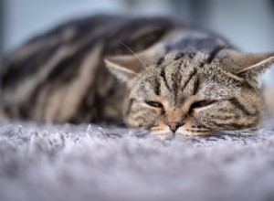 猫のFIV：症状、原因、治療および予防 