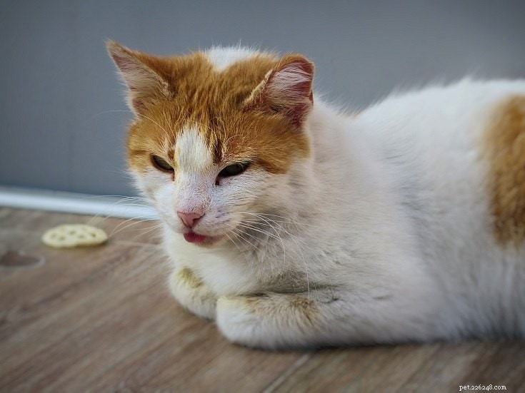 ВИК у кошек:симптомы, причины, лечение и профилактика