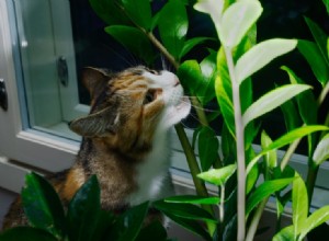 돈 나무는 고양이에게 유독합니까? 알아야 할 사항!