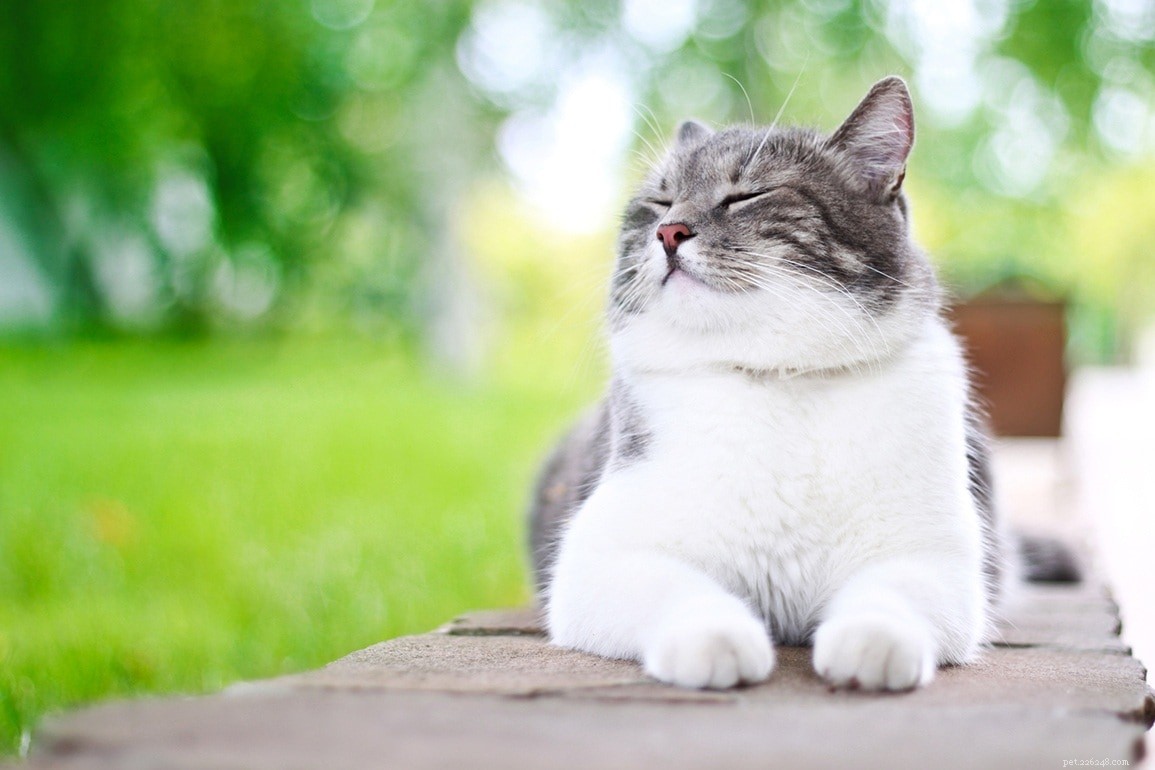 Le ronronnement d un chat a-t-il des pouvoirs de guérison ? Voici ce que dit la science