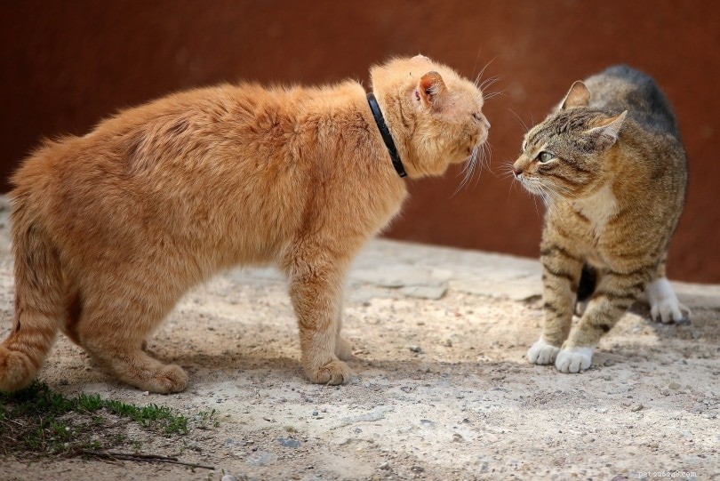 2匹の猫をお互いに紹介する方法：すべきこととすべきでないこと 