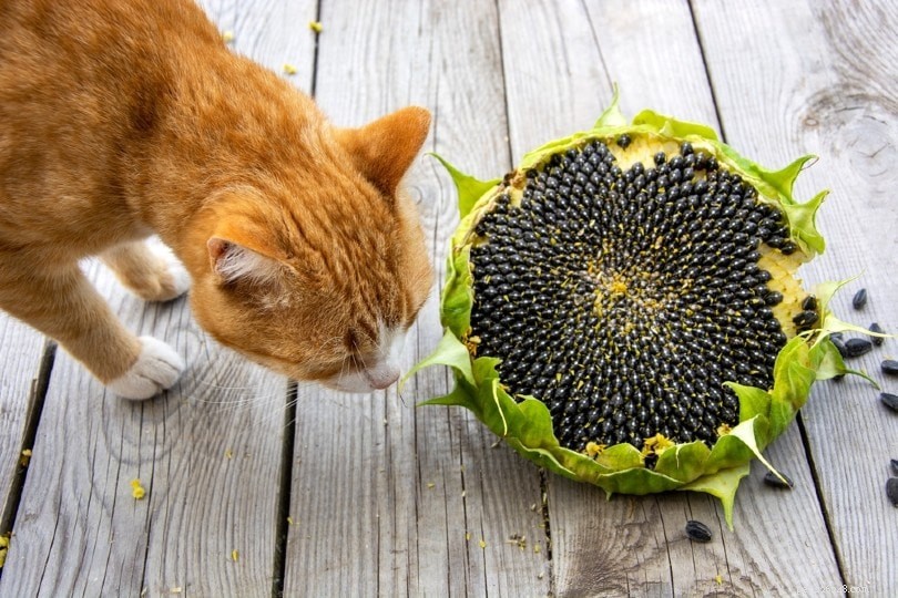 Jsou slunečnice toxické pro kočky? Co potřebujete vědět!