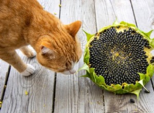 Les tournesols sont-ils toxiques pour les chats ? Ce que vous devez savoir !