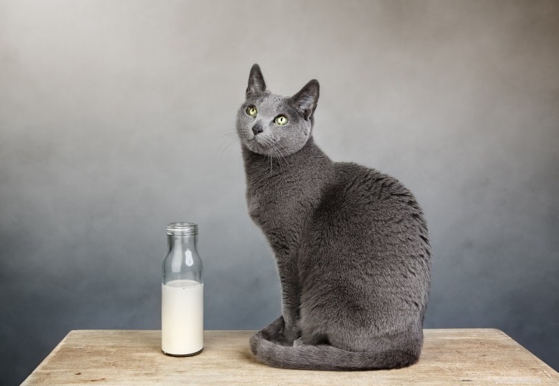 Kunnen katten amandelmelk drinken? Is het veilig?