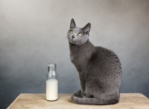 Gatos podem beber leite de amêndoa? É seguro?