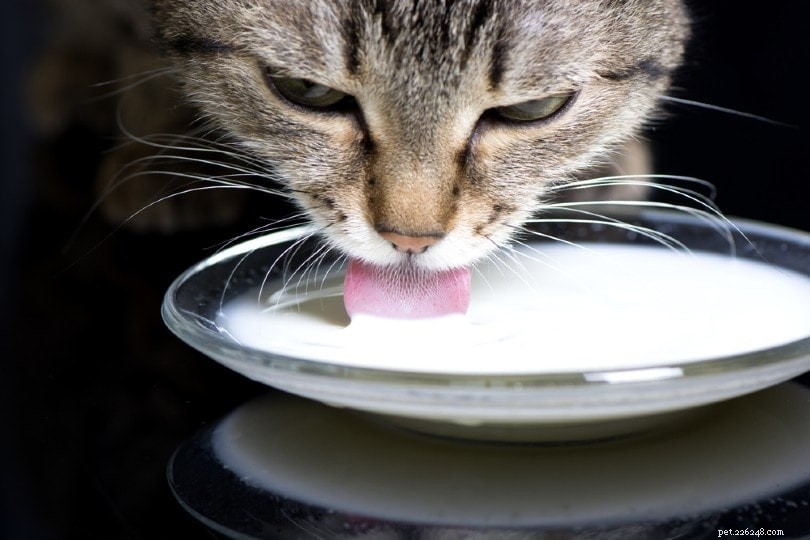 Kan katter dricka mandelmjölk? Är det säkert?
