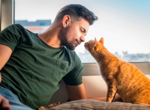 Les chats se souviennent-ils des gens ? Pendant combien de temps se souviennent-ils de nous ?