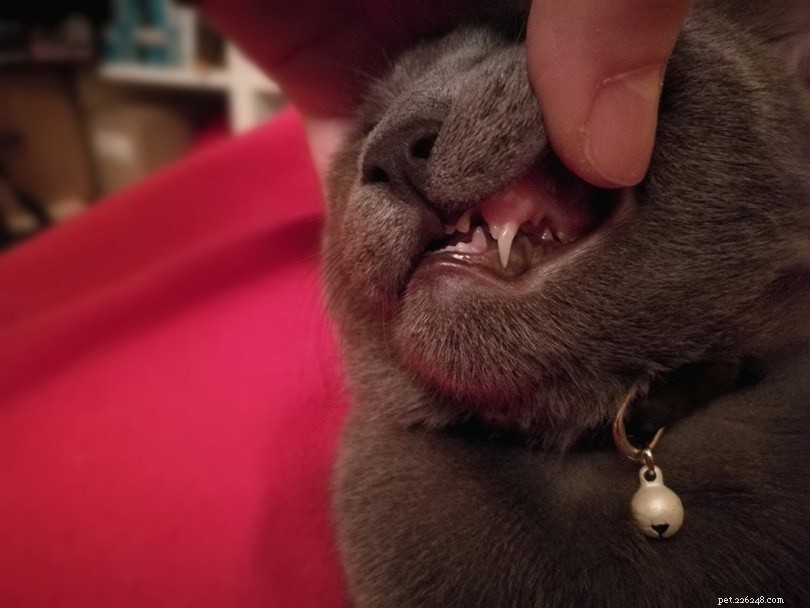 고양이는 이빨을 잃습니까? 정상입니까?