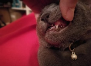 Tlorar katter tänder? Är det normalt?