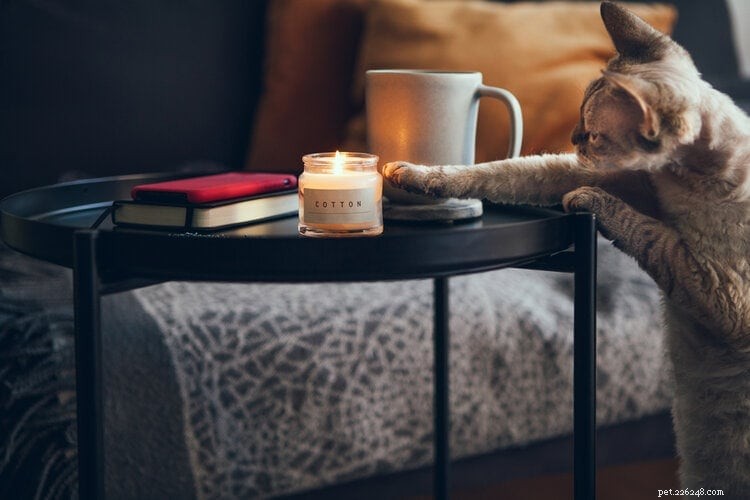 Zijn geurkaarsdampen giftig voor katten?