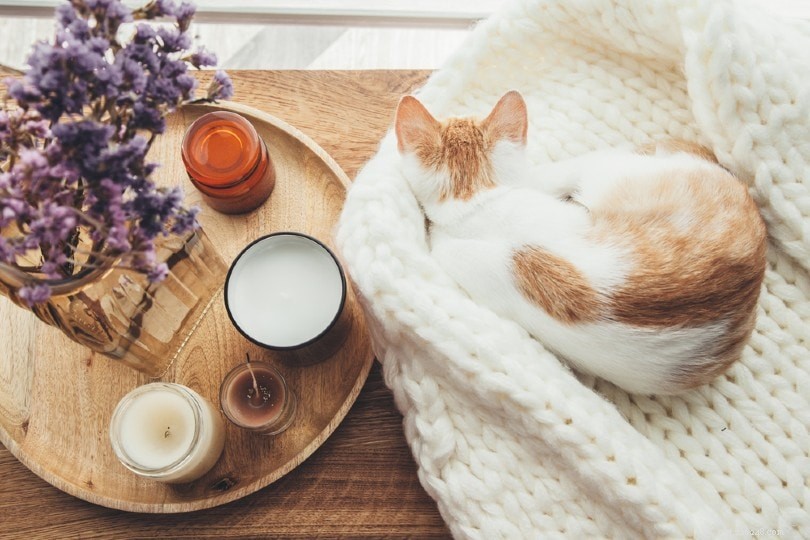 Os vapores perfumados das velas são tóxicos para os gatos?