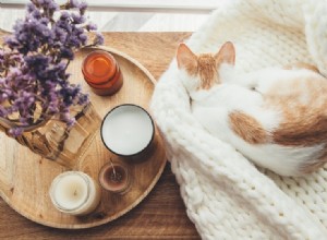 香りのキャンドルフュームは猫に有毒ですか？ 