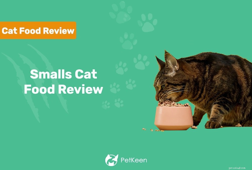 Small Cat Food Review 2022:찬반 양론 및 평결