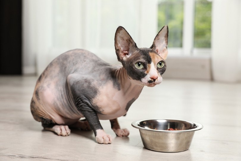 Zijn haarloze katten hypoallergeen?