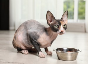 Gatos sem pelos são hipoalergênicos?