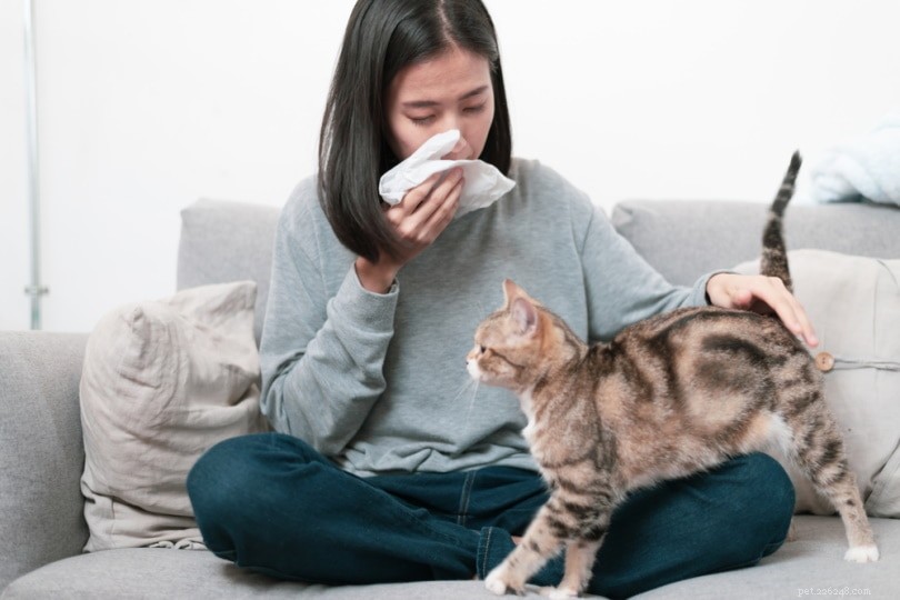 Är hårlösa katter allergivänliga?