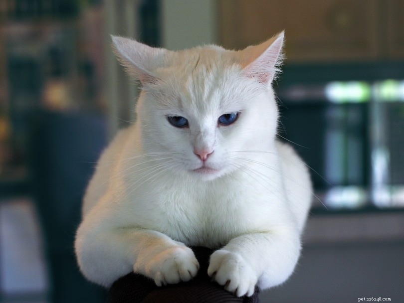 흰 고양이의 청각 장애 및 실명:통계에 따르면 다음과 같습니다.