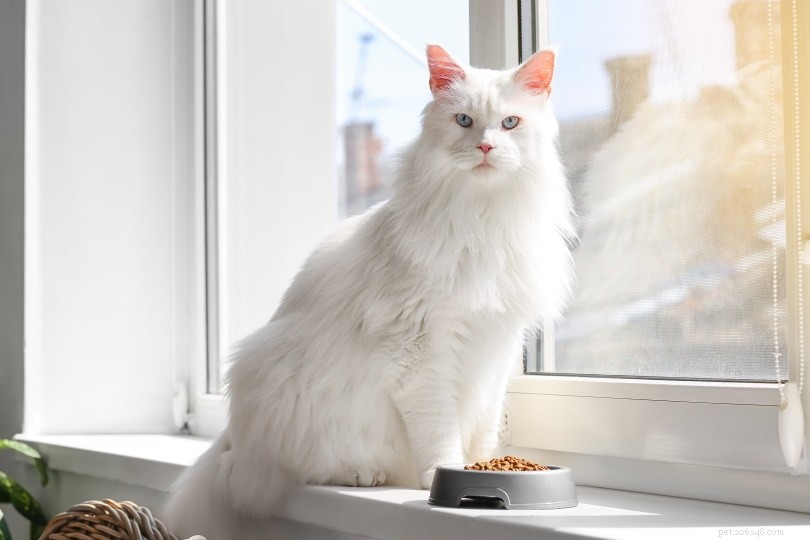 Dövhet och blindhet hos vita katter:Här är vad statistiken säger