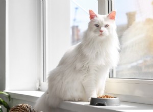 Dövhet och blindhet hos vita katter:Här är vad statistiken säger