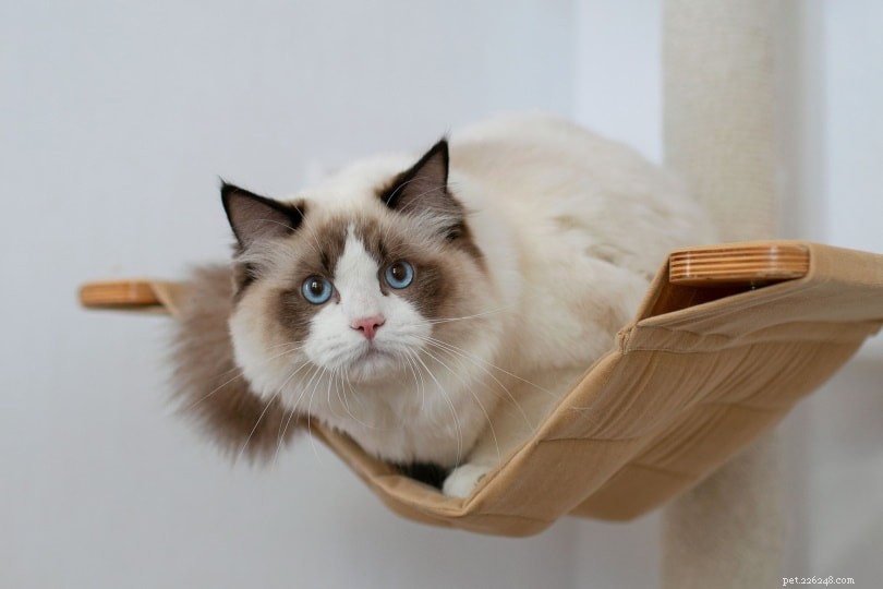 Сколько места нужно домашней кошке для счастья?