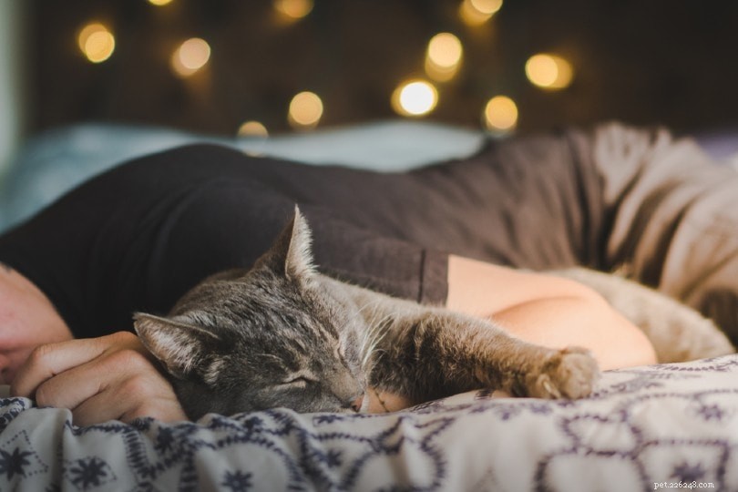 Jak uklidnit svou kočku v noci? Co potřebujete vědět!