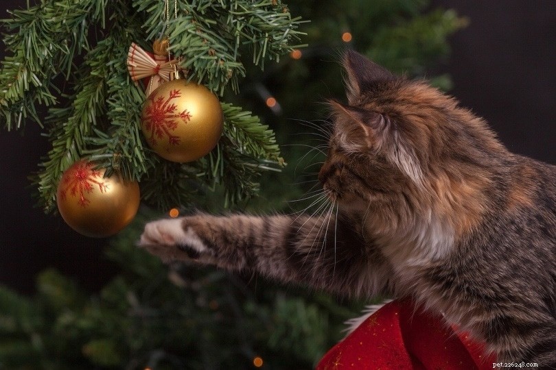 クリスマスツリーは猫に有毒ですか？あなたが知る必要があること！ 