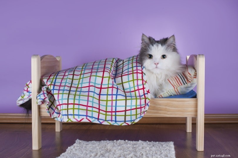 Comment amener votre chat à utiliser son lit (5 méthodes éprouvées)